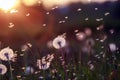 Natural background with white fluffy dandelions and light seeds flying in the light of a Golden sunset Royalty Free Stock Photo