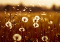 Natural background with white fluffy flowers dandelions and flying light seeds in the light of a Golden sunset Royalty Free Stock Photo