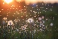 white fluffy round flowers dandelions and light seeds flying in the light of a Golden sunset Royalty Free Stock Photo