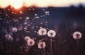 Natural background with white fluffy round flowers dandelions and light seeds flying in the light of a Golden sunset Royalty Free Stock Photo