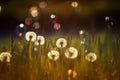 background with white fluffy round flowers dandelions and light seeds flying in the light of a Golden sunset and glare Royalty Free Stock Photo