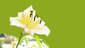 Natural background with white lily