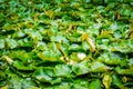 Natural background with white water lily amongst green leaves