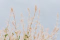 Natural background. Willow branch haruki niki width sky background Royalty Free Stock Photo