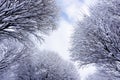 Natural background, winter background, tops of deciduous trees covered with hoarfrost against the sky, copyspace