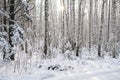 Natural background of winter birch deciduous forest in snow, forest road Royalty Free Stock Photo