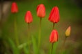 Natural background with youn red tulip flowers in spring garden