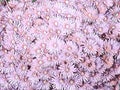 Natural backgrounds. Dense natural carpet of beautiful pink flowers Royalty Free Stock Photo