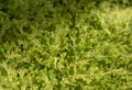 Natural backgrounds of green moss on the land, Non-vascular plant Bryophytes Royalty Free Stock Photo