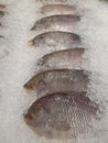 Fresh fish frozen in ice cubes Royalty Free Stock Photo