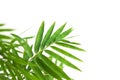 Natural bamboo green leaf Royalty Free Stock Photo