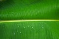 Natural banana green leave with waterdrops fresh background