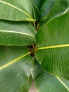 Natural banana leaf, close up green leaves Royalty Free Stock Photo