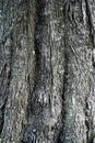 Old tree with three glued trunks Royalty Free Stock Photo