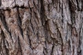 Natural bark texture background material. For Design. Old Wood Tree Background Pattern. dry tree bark Royalty Free Stock Photo