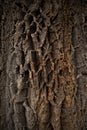 Natural bark texture background of an old tree at Orto Botanico di Firenze. Royalty Free Stock Photo