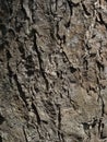 Natural bark texture with intricate patterns and deep crevices, suitable for backgrounds or as a design element. Royalty Free Stock Photo