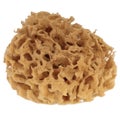 Natural bath sea sponge isolated on white background Royalty Free Stock Photo