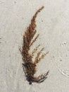 Beach art seaweed shells sand Royalty Free Stock Photo