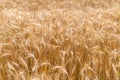 Golden wheat field at sunny day. Royalty Free Stock Photo