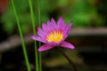 Natural beatiful purple lotus flowers. Royalty Free Stock Photo