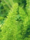 Natural beauti of green flowers