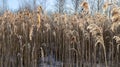 Natural beautiful background. Dry golden grass covered with frost in the sun at sunset in autumn Royalty Free Stock Photo