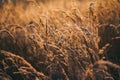 Natural beautiful background. Dry Golden grass covered with frost in the sun at sunset in autumn. Close up. Sunset on the Royalty Free Stock Photo