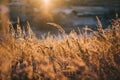 Natural beautiful background. Dry Golden grass covered with frost in the sun at sunset in autumn. Close up. Sunset on the Royalty Free Stock Photo