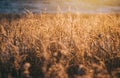 Natural beautiful background. Dry Golden grass covered with frost in the sun at sunset in autumn. Close up. Sunset Royalty Free Stock Photo