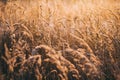 Natural beautiful background. Dry Golden grass covered with frost in the sun at sunset in autumn. Close up. Sunset on the Royalty Free Stock Photo