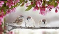 Natural beautiful background with three small funny birds sparrows sitting on a branch blooming with pink buds in a may spring