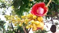 Natural beautiful close-up shot of Flower of cannonball tree co
