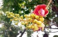 Natural beautiful close-up shot of Flower of cannonball tree co