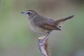 Natural beautiful fat brown bird perching on wood stick ready to fly away