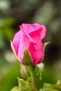 Natural Beautiful bud red rose Flower Closeup Royalty Free Stock Photo