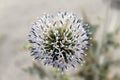 Natural Beautiful Flower Closeup