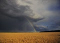 Natural beautiful landscape with blue stormy sky with clouds and bright rainbow over field of Golden ripe ears of wheat