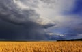 beautiful landscape with field of Golden ripe wheat ears on blue background a stormy sky with clouds and a bright rainbow Royalty Free Stock Photo