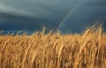 natural landscape with field of Golden ripe wheat ears on blue background a stormy sky with clouds and a bright rainbow Royalty Free Stock Photo