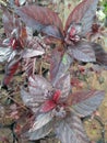 Natural beautiful plant.Red leaves.