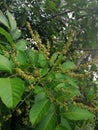 Natural beautiful rambutan tree fruits flowers