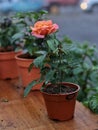 natural beautiful rose flower in pot on wooden table