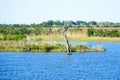 Louisiana Bayou Wetlands Royalty Free Stock Photo