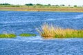 Louisiana Bayou Wetlands Royalty Free Stock Photo