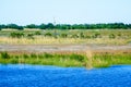 Louisiana Bayou Wetlands Royalty Free Stock Photo