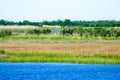 Louisiana Bayou Wetlands Royalty Free Stock Photo