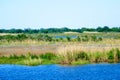 Louisiana Bayou Wetlands Royalty Free Stock Photo