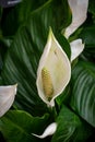 natural beautiful white spathe flower in garden Royalty Free Stock Photo