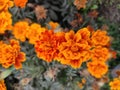 Natural beautiful White , yellow, purple, Red flowers and tree in the garden Background Royalty Free Stock Photo